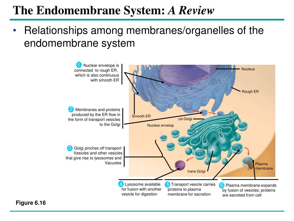 Ppt - The Golgi Apparatus: Shipping And Receiving Center Powerpoint 