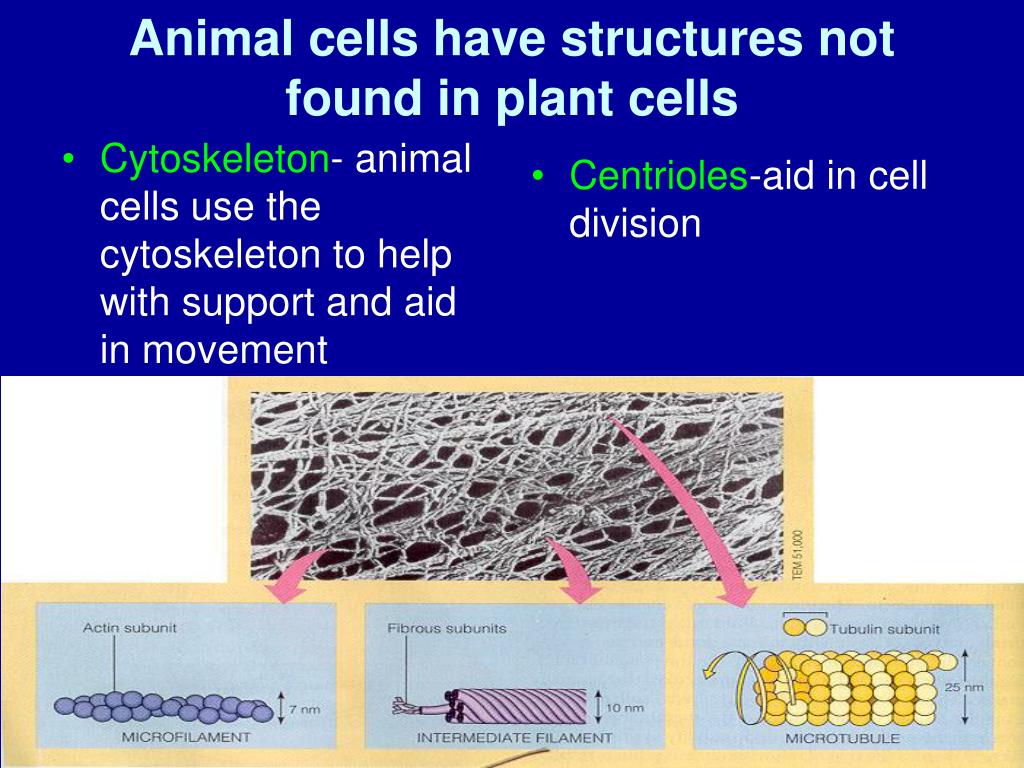 Animal Cell Structure Not Found In Plants : Plant and Animal Cell : Animal cell structure not found in plants.