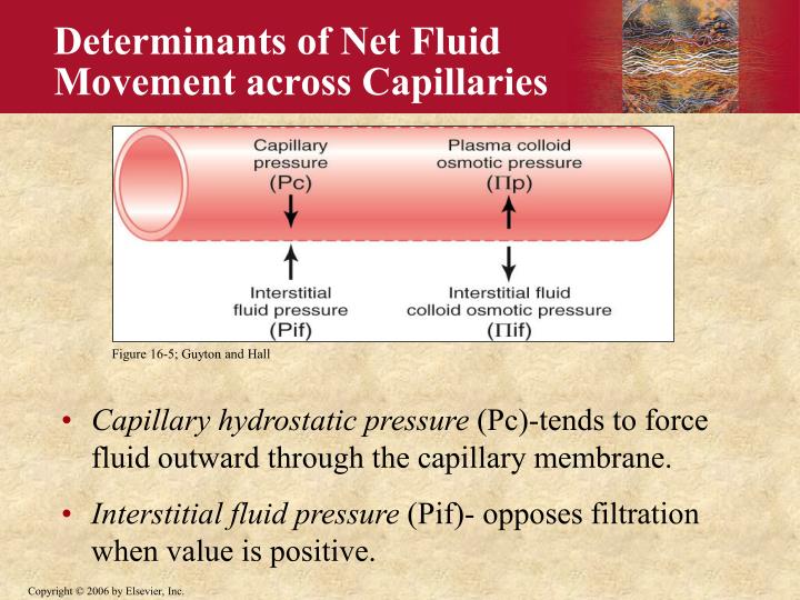 PPT The Microcirculation PowerPoint Presentation ID1731131