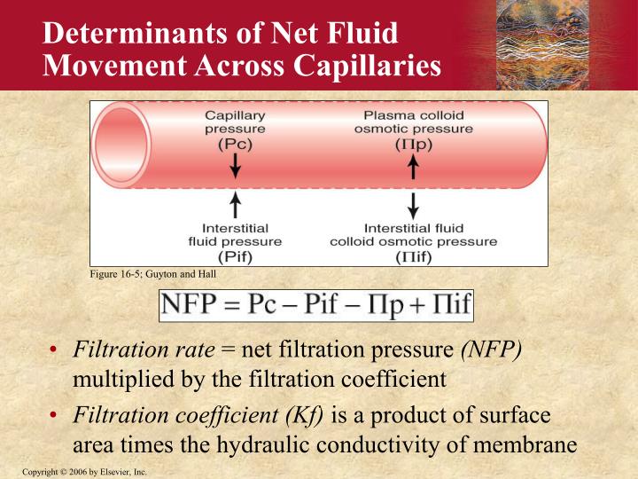 PPT The Microcirculation PowerPoint Presentation ID1731131