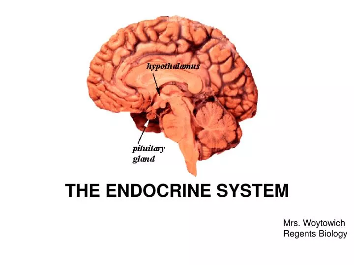 an introduction to an endocrine system a group of specialized organs that produce substances known a The endocrine system—the other communication system in the body—is made up of endocrine glands that produce hormones, chemical substances released into the bloodstream to guide processes such as metabolism, growth, and sexual development. an introduction to an endocrine system a group of specialized organs that produce substances known a The endocrine system—the other communication system in the body—is made up of endocrine glands that produce hormones, chemical substances released into the bloodstream to guide processes such as metabolism, growth, and sexual development.