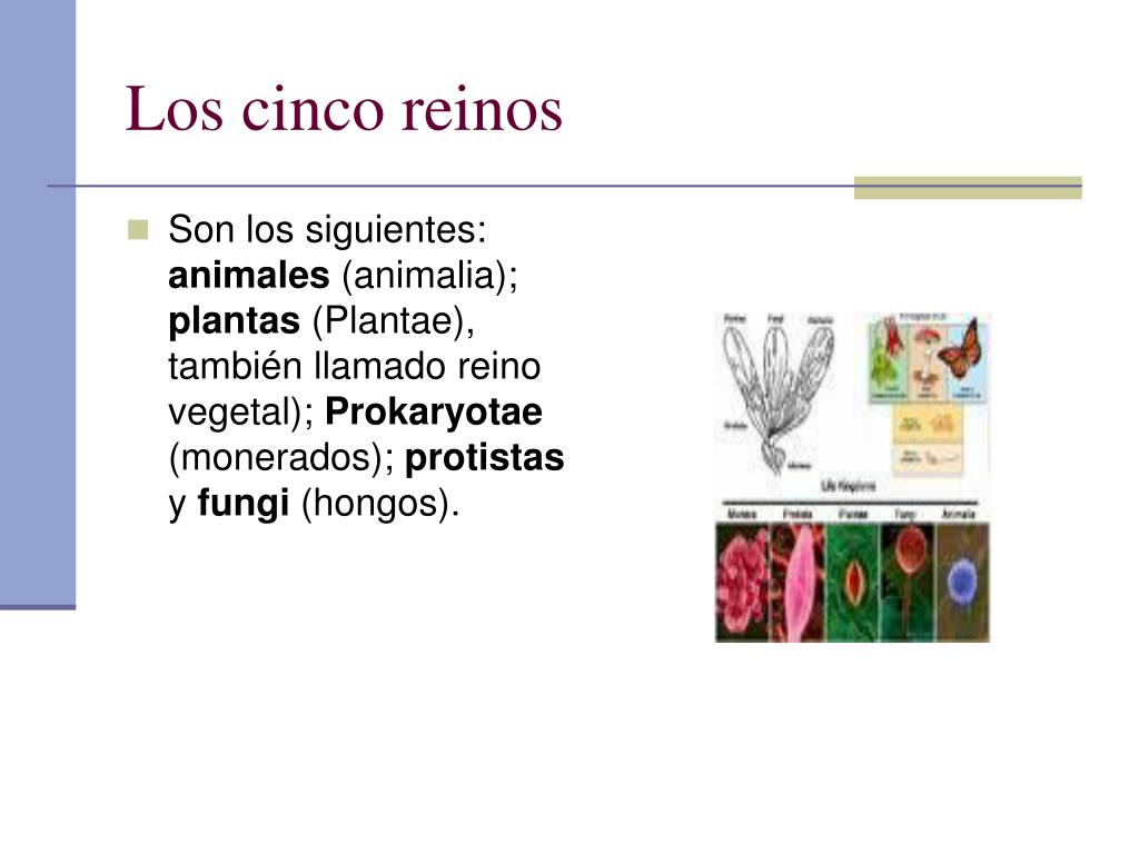 PPT - LOS CINCO REINOS DE LA NATURALEZA PowerPoint Presentation, free  download - ID:1733573