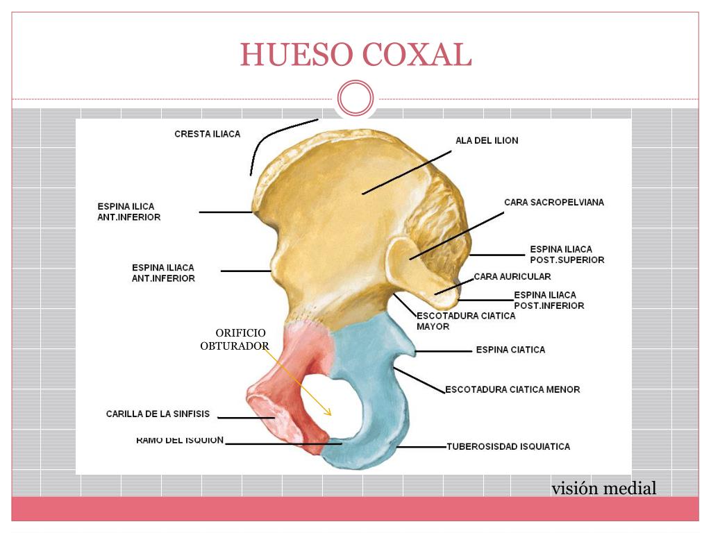 Ppt Miembro Inferior Huesos Y Articulaciones Powerpoint Presentation Ppt Miembro Inferior Huesos Y Articulaciones Powerpoint Presentation