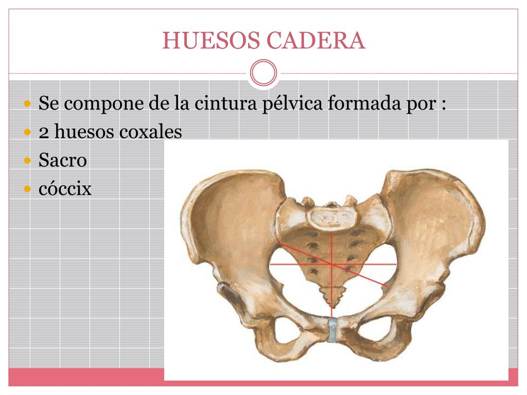 Ppt Miembro Inferior Huesos Y Articulaciones Powerpoint Presentation
