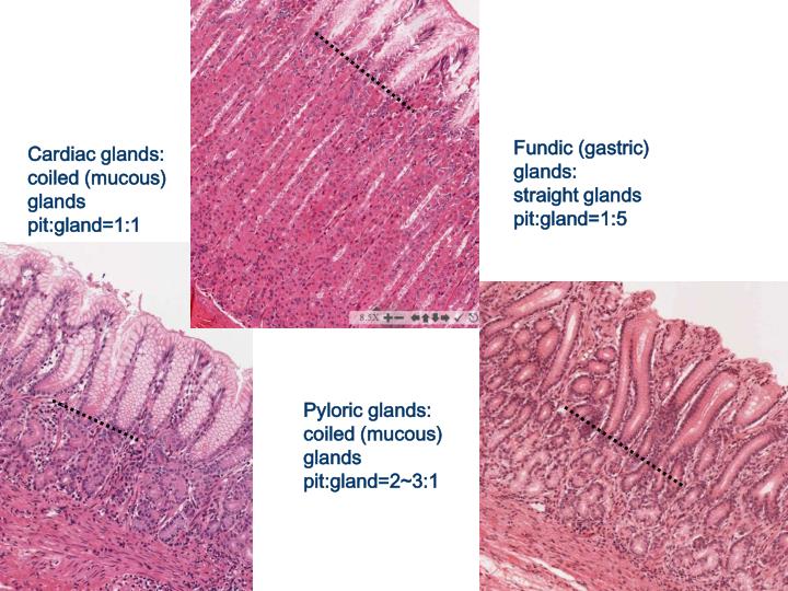 PPT GI Sequence Histology PowerPoint Presentation ID1739498