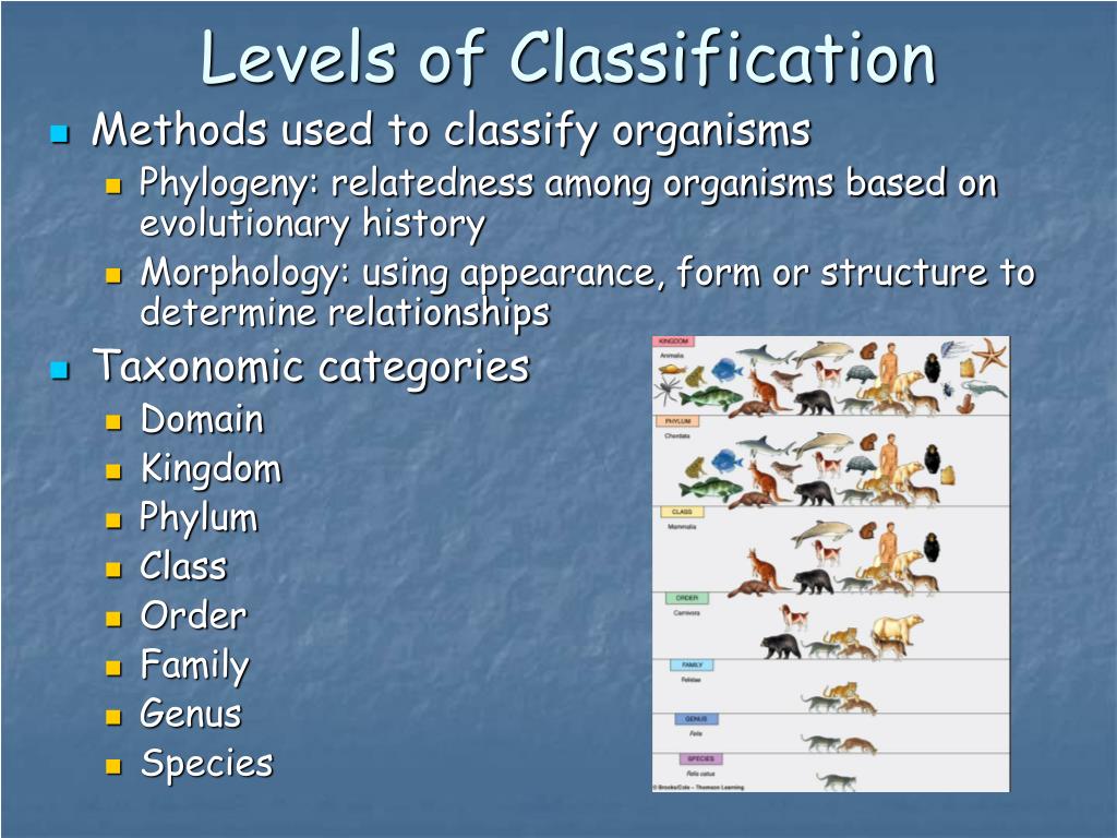 PPT - Taxonomy and Classification PowerPoint Presentation, free ...