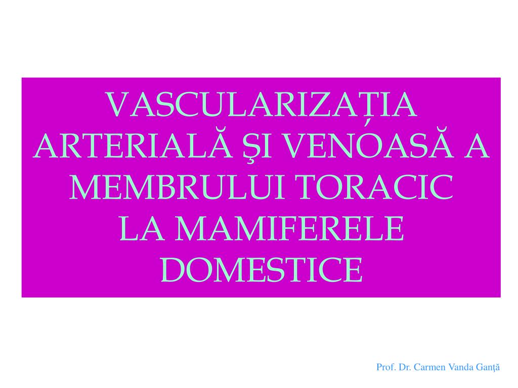 PPT - VASCULARIZAŢIA ARTERIALĂ ŞI VENOASĂ A MEMBRULUI TORACIC LA MAMIFERELE  DOMESTICE PowerPoint Presentation - ID:1741236