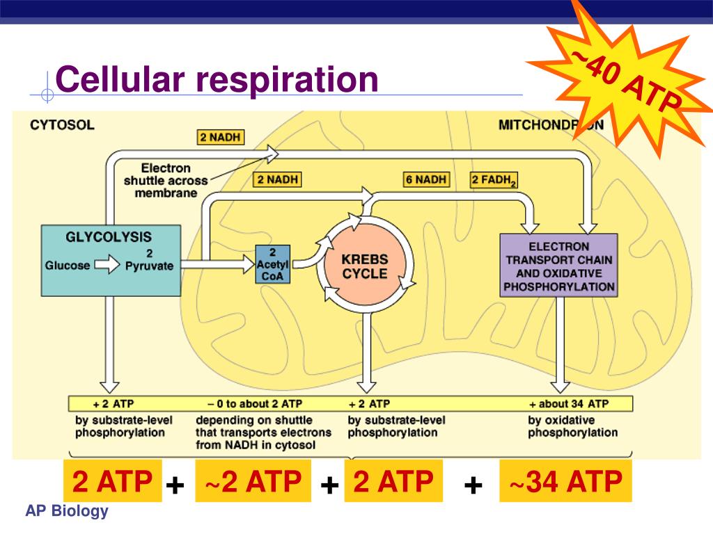 cellular-respiration-pathway-diagram