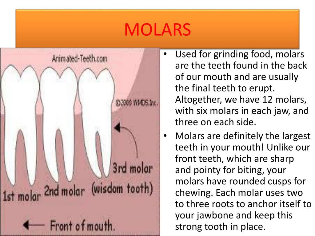 PPT A PRESENTATION ON TEETH ITS TYPES AND ORAL CARE PowerPoint 