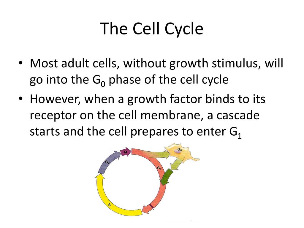 Cancer and the Cell Cycle : An overview PowerPoint Presentation ... Biology Diagrams