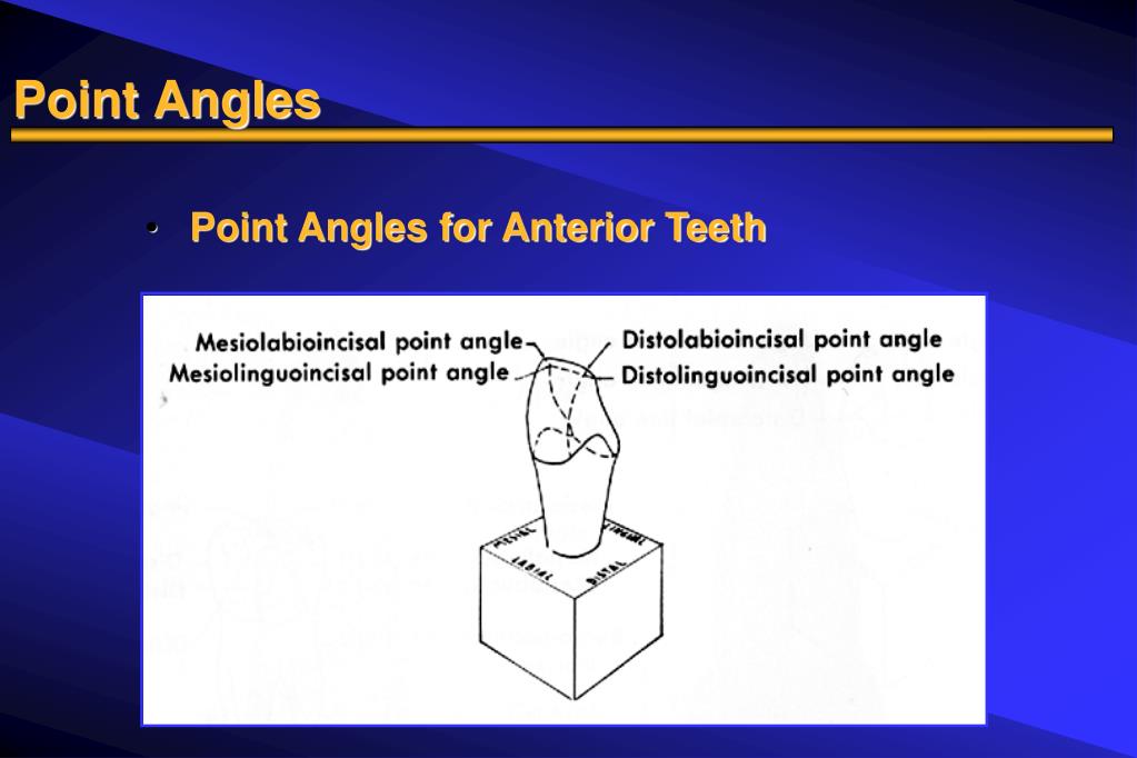 Дыхание латынь термин. Point Angle anterior Teeth.