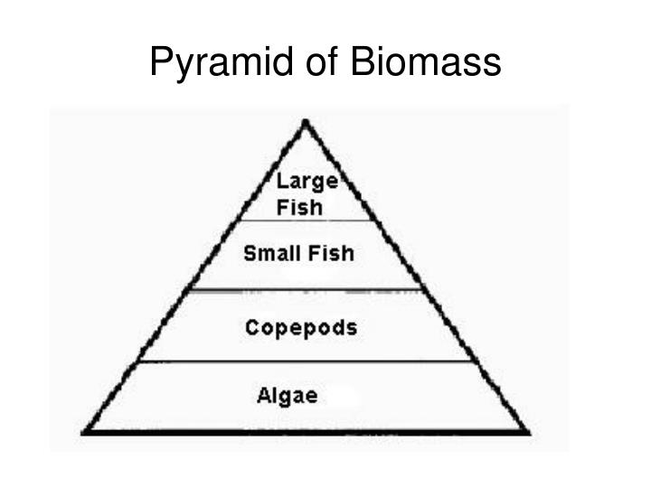 Image result for pyramid ecosystem biomass