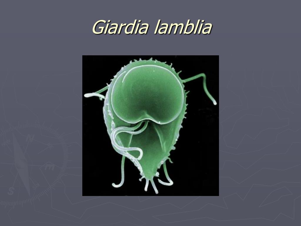 infection genitale papillomavirus