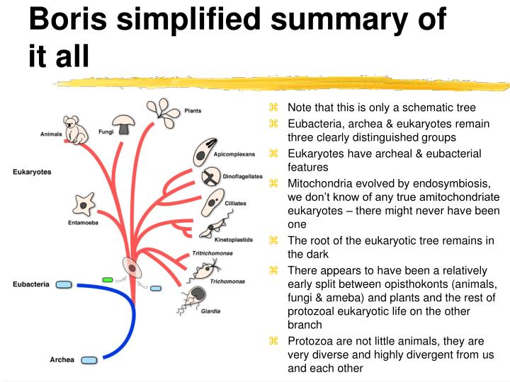 an overview of the disease ameba 2018-6-10 learn about the veterinary topic of overview of but the disease is still important nonpathogenic ameba that is molecularly distinct but morphologically. an overview of the disease ameba 2018-6-10 learn about the veterinary topic of overview of but the disease is still important nonpathogenic ameba that is molecularly distinct but morphologically.