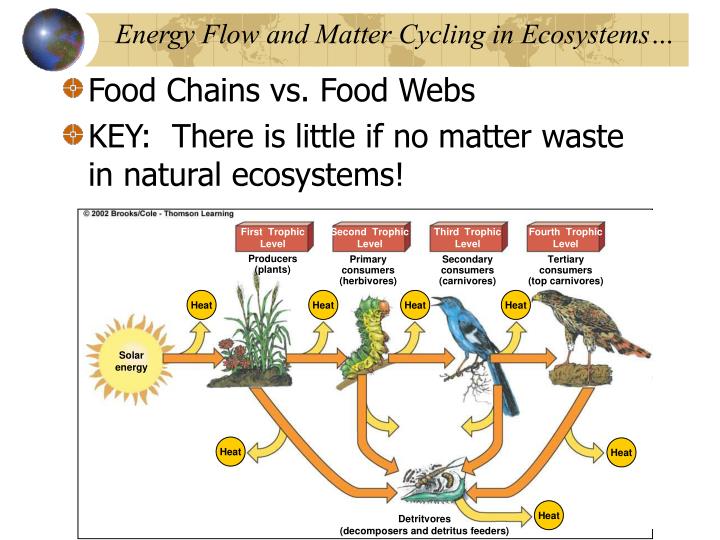 PPT - Ecosystems: Components, Energy Flow, And Matter Cycling ...