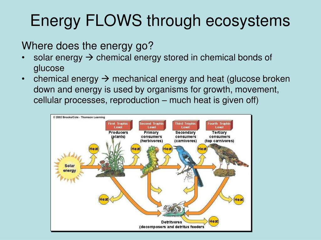 Energy Flow In An Ecosystem Short Notes