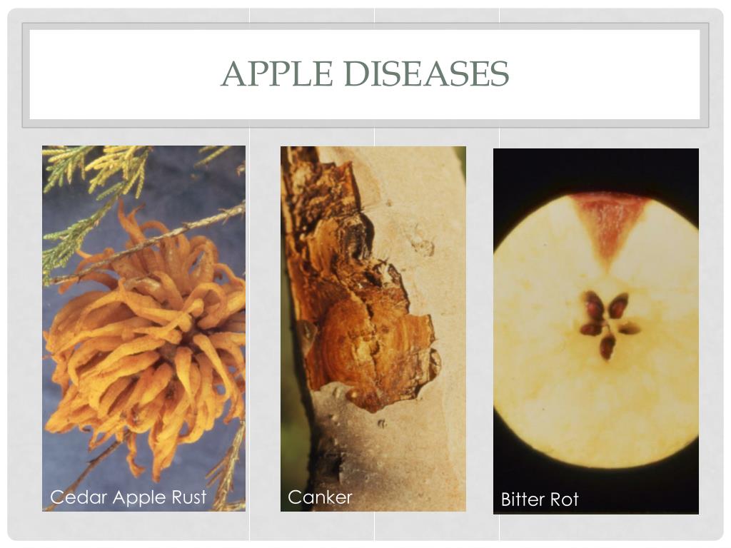 PPT - Nicole Ward, UK Plant pathology PowerPoint Presentation, free ...