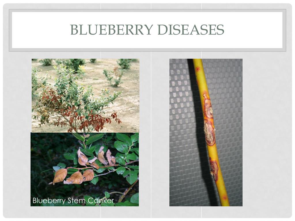 PPT - Nicole Ward, UK Plant pathology PowerPoint Presentation, free ...