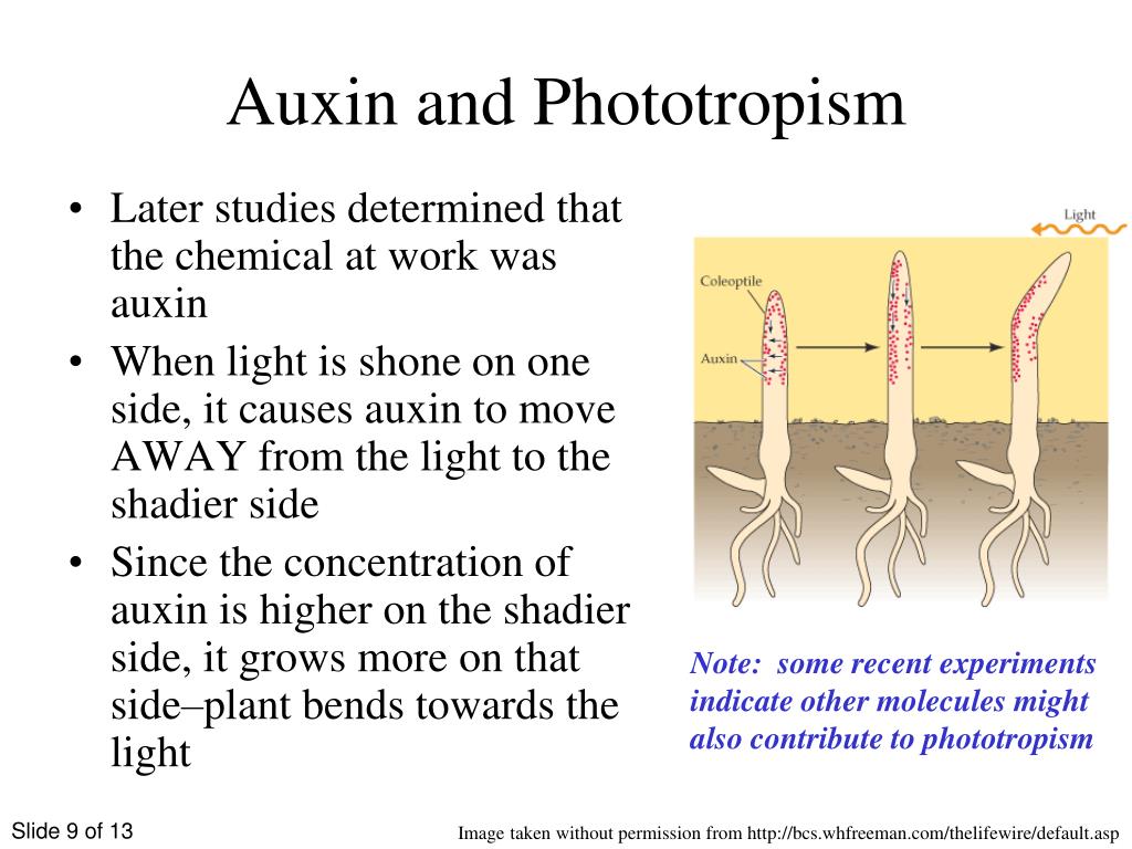 PPT - Phototropism and Plant Hormones PowerPoint Presentation, free ...