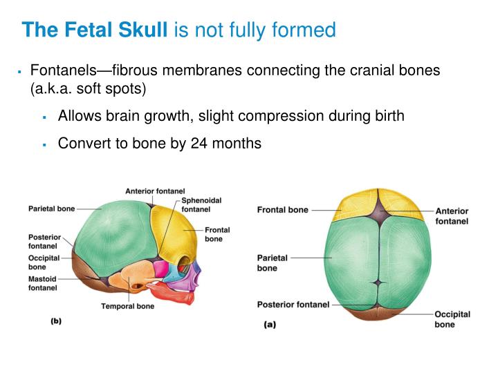 Ppt - Gender Differences Of The Pelvis: Why Would This Be? Powerpoint 