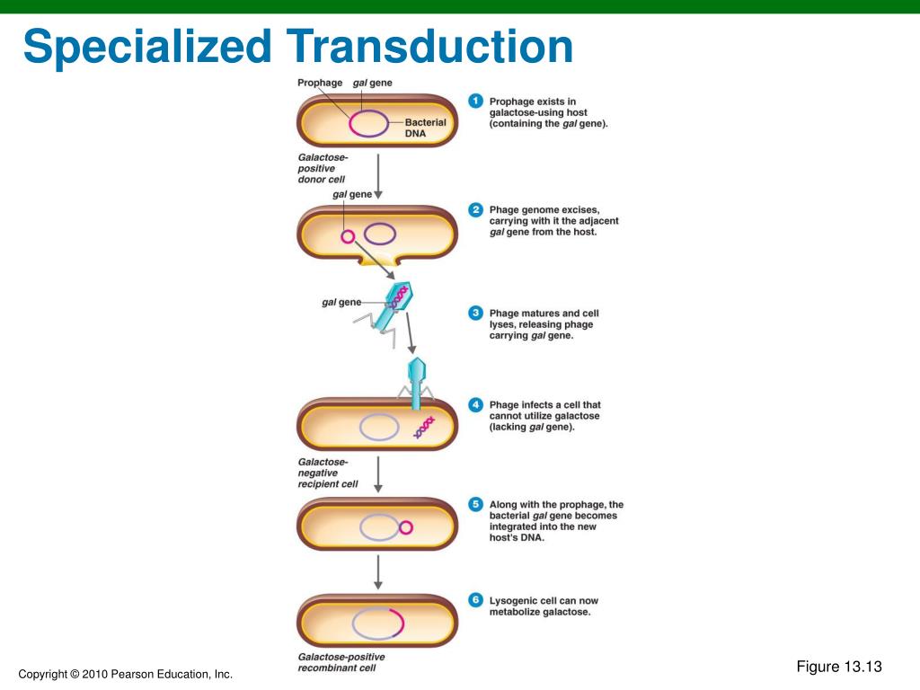 PPT - Chapter 13 PowerPoint Presentation, free download - ID:1743438 PPT - Chapter 13 PowerPoint Presentation, free download - ID:1743438