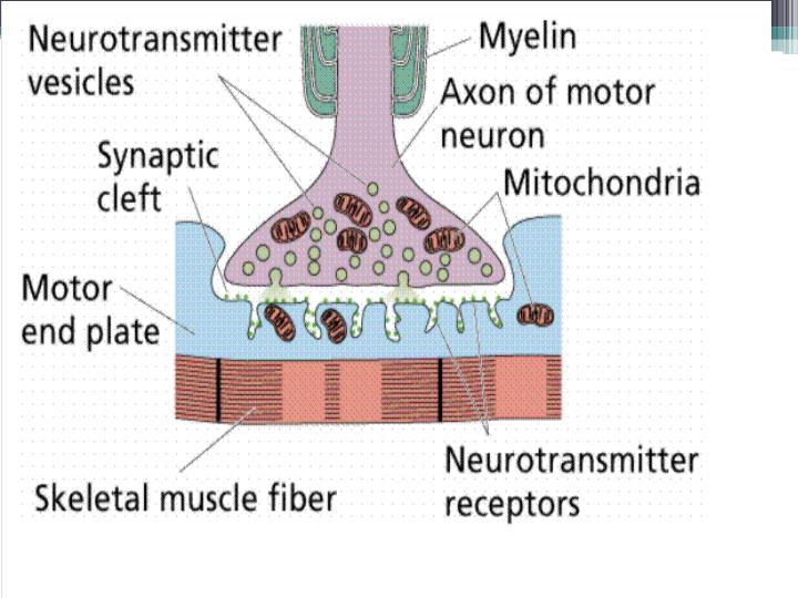 PPT - NEUROMUSCULAR JUNCTION PowerPoint Presentation - ID:1744130