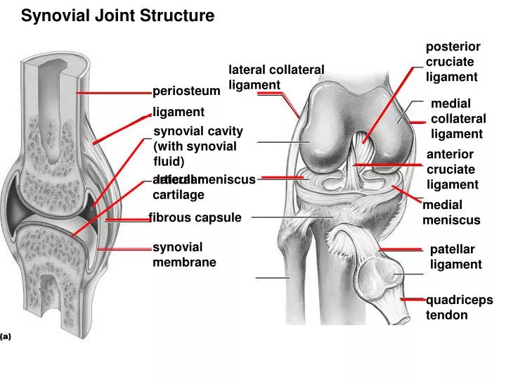 Ppt Fibrous Capsule Powerpoint Presentation Free Download Id 1744153