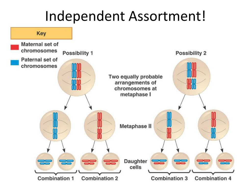 Ppt Independent Assortment Powerpoint Presentation Free Download