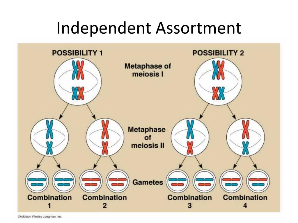 essay on independent assortment