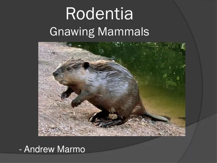PPT - Rodentia Gnawing Mammals PowerPoint Presentation, free download - ID:1744703 PPT - Rodentia Gnawing Mammals PowerPoint Presentation, free download - ID:1744703
