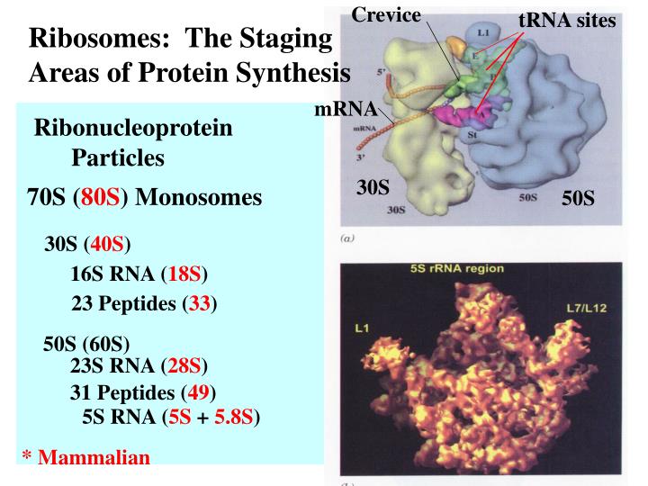 protein biosynthesis protein biosynthesis