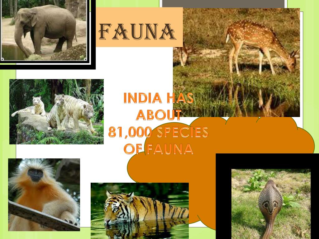 PPT Flora And Fauna In INDIA PowerPoint Presentation Free Download 