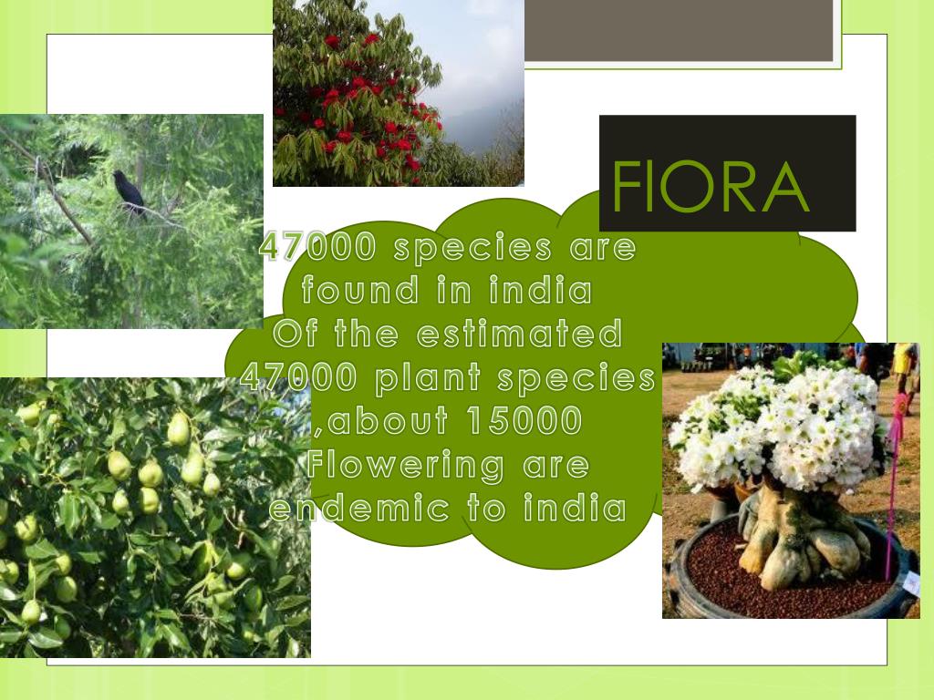 PPT - Flora and fauna in INDIA PowerPoint Presentation, free download