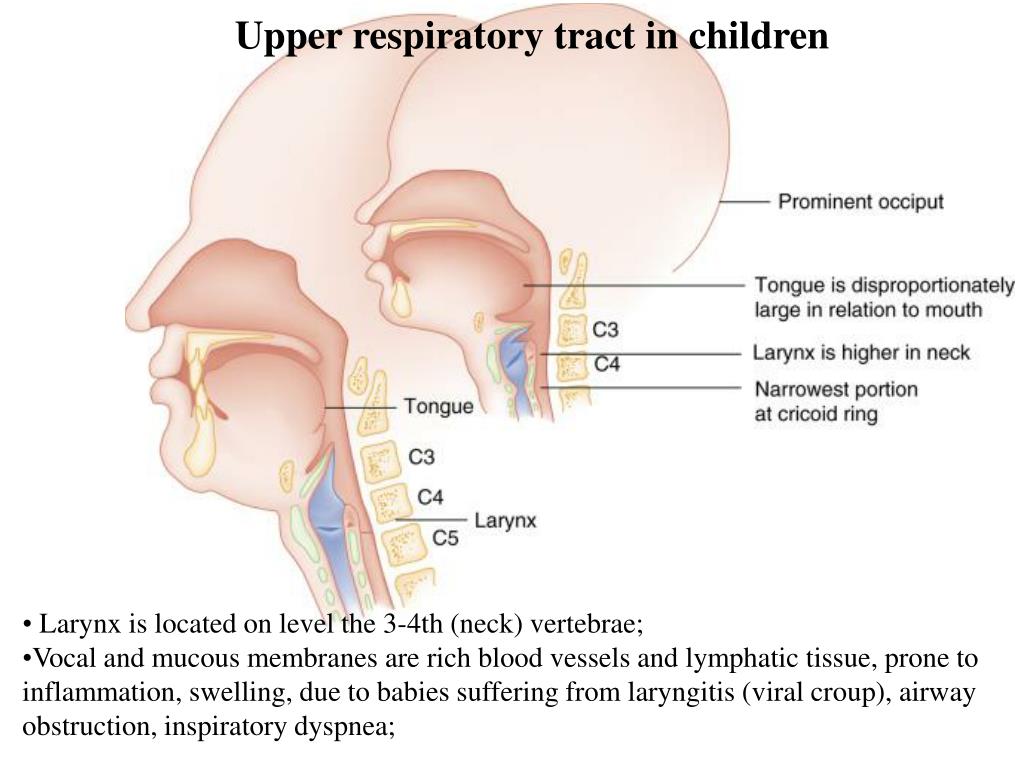 Повреждение верхних дыхательных путей. Строение дыхательных путей у новорожденного. Особенности верхних дыхательных путей у детей. Строение верхних дыхательных путей у детей. Афо органов дыхания у детей гортань.