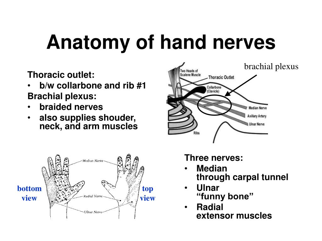 PPT - Repetitive Strain Injury (RSI) PowerPoint Presentation, free