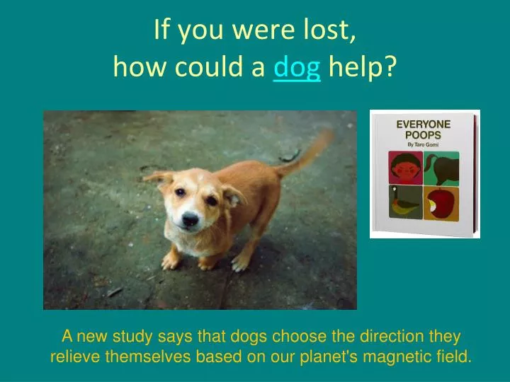 if you were lost how could a dog help n.