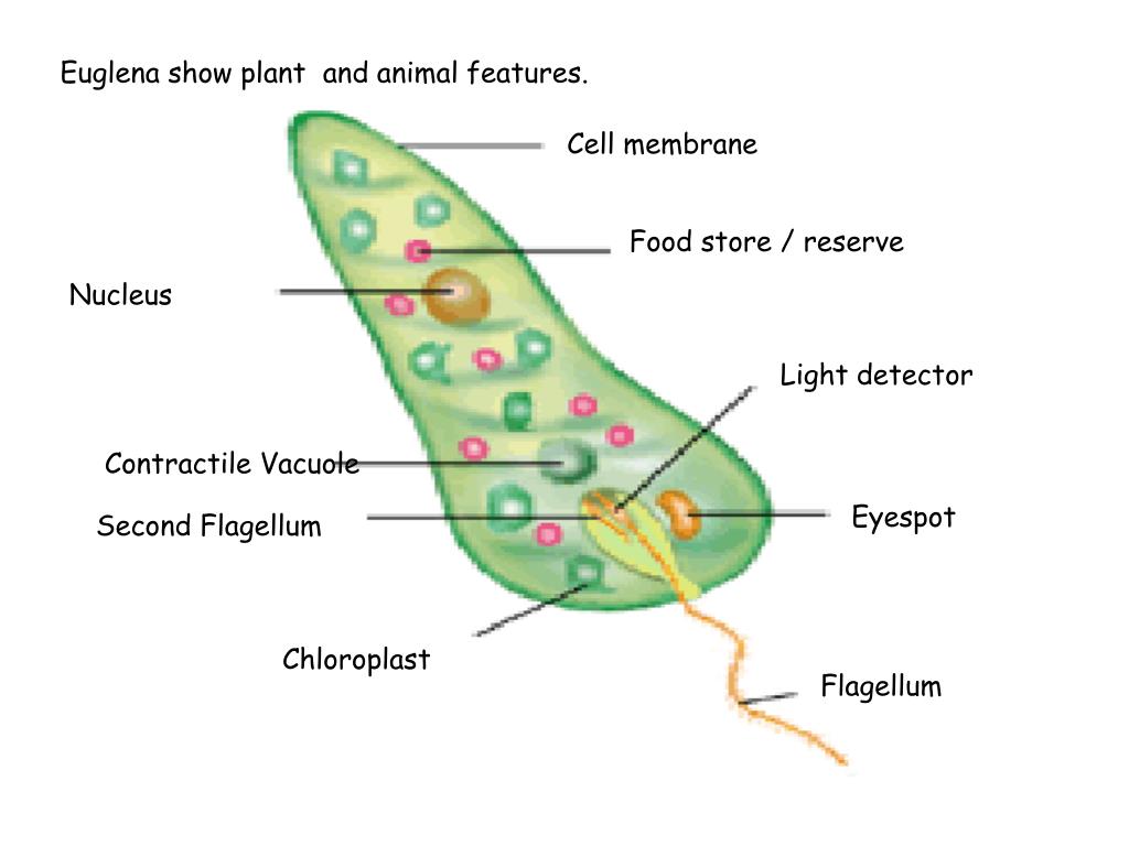 Пластиды прокариот. Euglena structure. Эвглена. Euglena viridis рисунок. Эвглена зеленая.