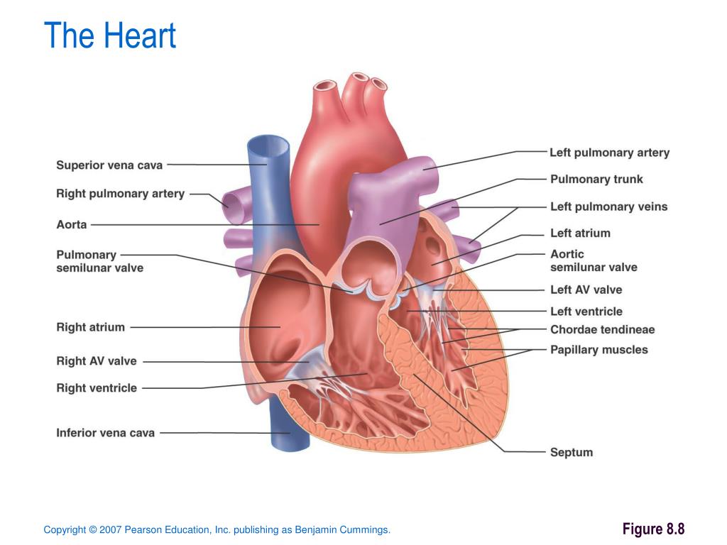 PPT - HEART AND BLOOD VESSELS PowerPoint Presentation, free download ...