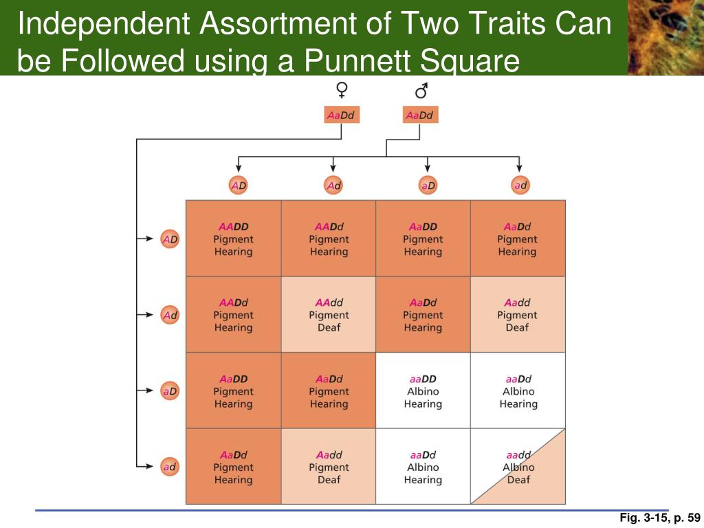 independent assortment of two traits can be followed using a punnett square.