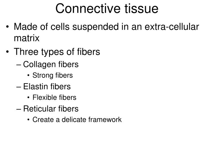 Ppt Connective Tissue Point Presentation Id 1751401 Connective Tissue Made Of