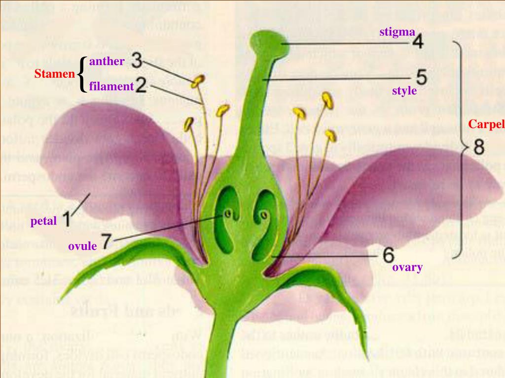 Две главные части цветка. Тычинка пестик семязачаток. Пестики тычинки биология. Строение пестика и тычинки. Схема строения цветка пестик.