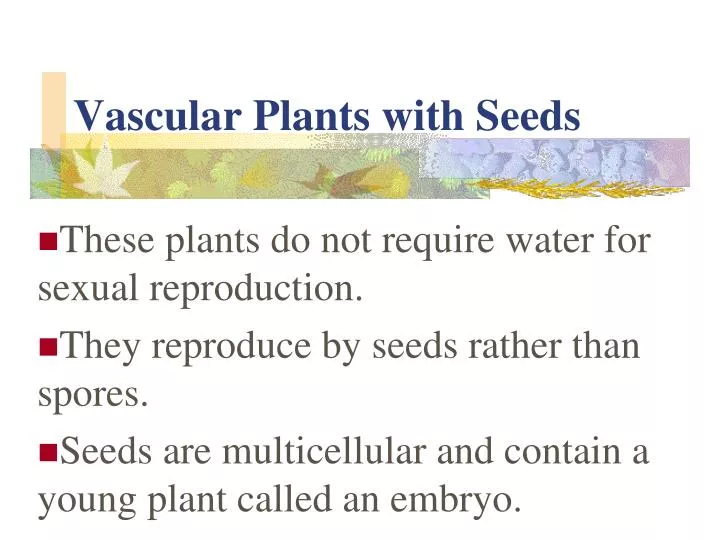 Ppt Vascular Plants With Seeds Powerpoint Presentation Free Download Id Ppt Vascular Plants With Seeds Powerpoint Presentation Free Download Id
