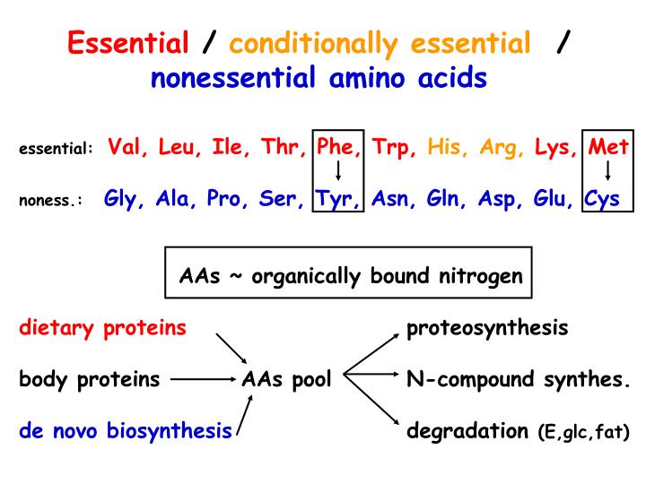 PPT Metabolism of amino acids PowerPoint Presentation ID1752304