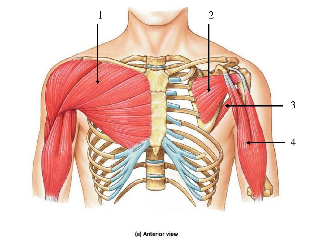PPT - Unlabeled Pictures Pectoral Girdle and Upper Extremity PowerPoint ...