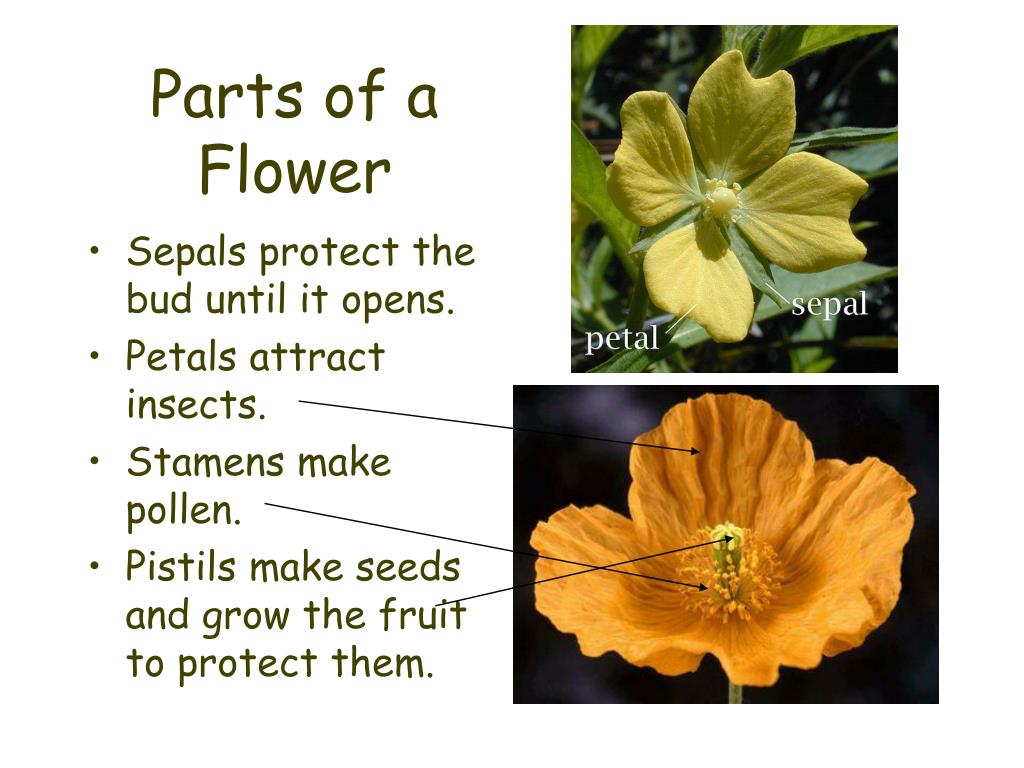 Flower Powerpoint Presentation