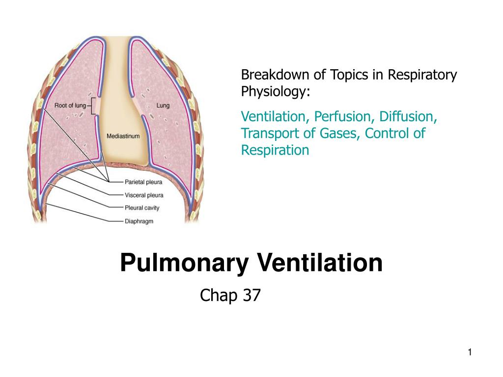 PPT - Pulmonary Ventilation PowerPoint Presentation, free download -  ID:1755826