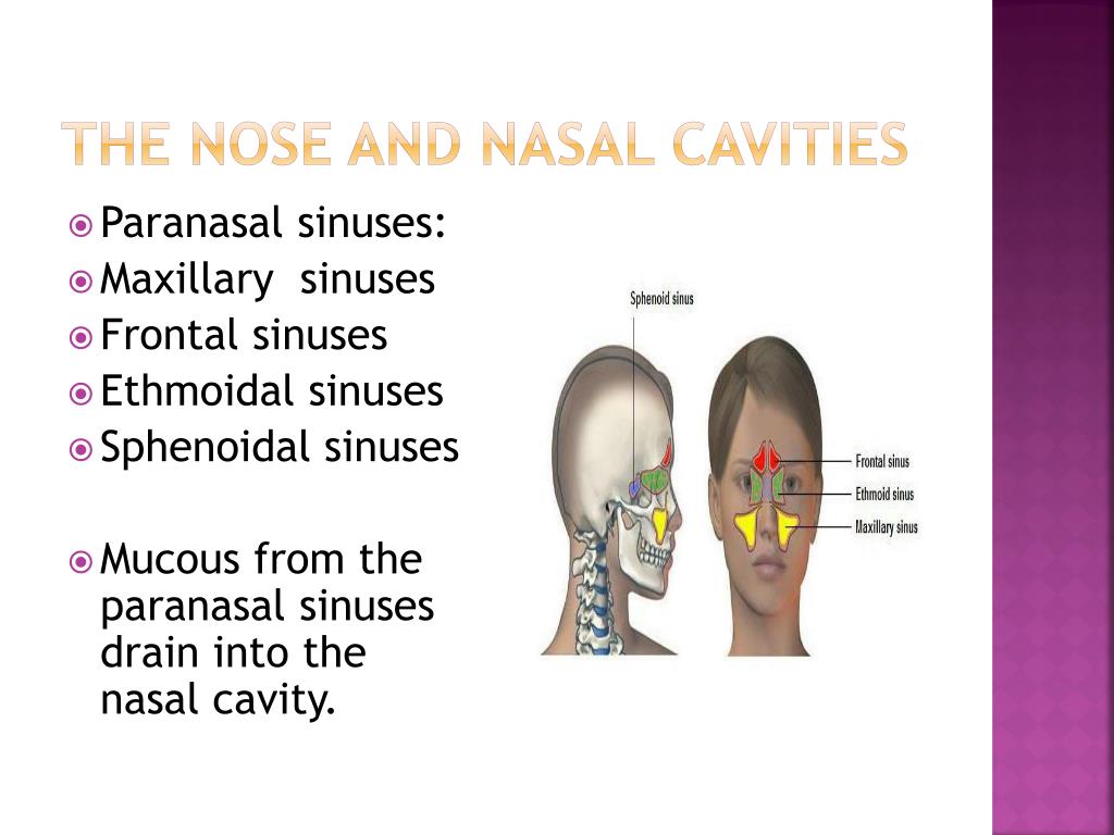 PPT - Respiratory system PowerPoint Presentation, free download - ID ...