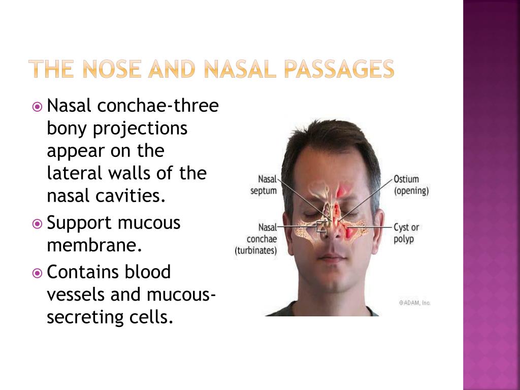 PPT - Respiratory system PowerPoint Presentation, free download - ID ...