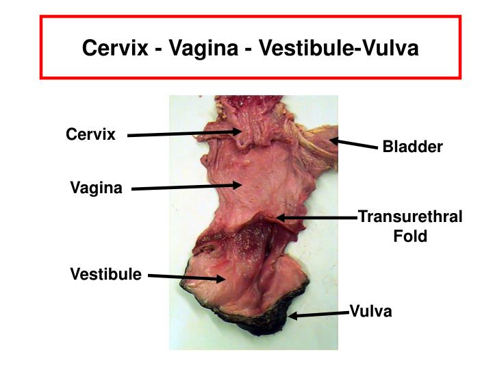 vagina is devulva Sex slave girl
