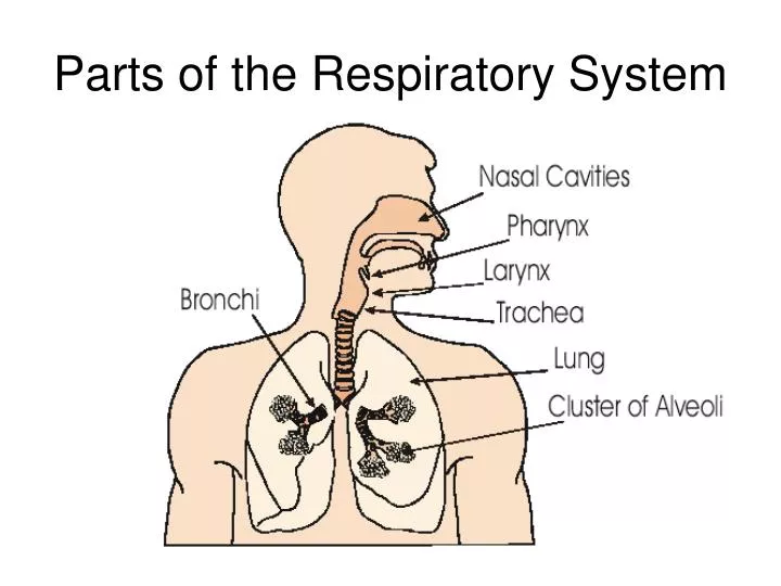 Parts of the Respiratory System PowerPoint Presentation, free ... Biology Diagrams